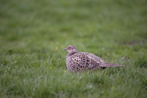Lush meadows... Hunting pheasant, pheasant hen (Phasianus colchicus) in typical surroundings in a