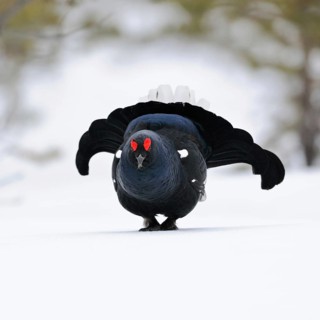 Self-confident... Black grouse (Lyrurus tetrix), black grouse, dominant cock enters the mating