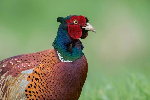 Close-up... Pheasant, hunting pheasant (Phasianus colchicus), very detailed close-up, half portrait