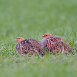 In pairs... Grey partridges (Perdix perdix) crouching in green grass, in a field in young winter