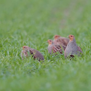 Small company... Partridge (Perdix perdix), partridge chain in the field, native birdlife, field