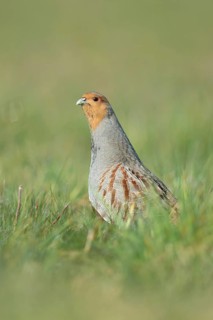Erect... Grey partridge (Perdix perdix), during the mating season, stretches high from the cover,