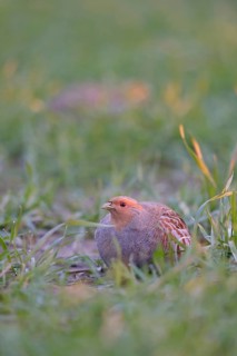 In young winter wheat... Grey partridges (Perdix perdix) early in the morning in a field, rare