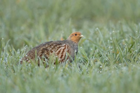 Dewdrops glisten... Grey partridge (Perdix perdix) walking through a dewy field in the morning,
