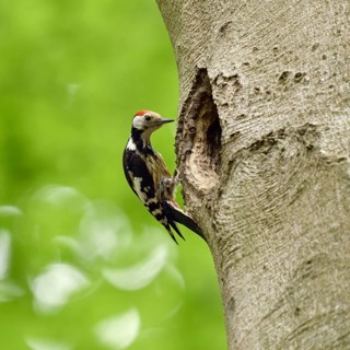 Delusions of grandeur... Middle spotted woodpecker (Leiopicus medius) sitting on an old beech tree,