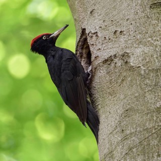 Black woodpecker (Dryocopus martius), adult male, at his breeding den in an old beech tree in front