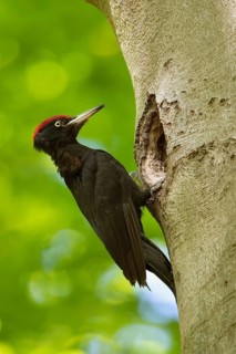 In the sunshine... Black woodpecker (Dryocopus martius) under the canopy of beech trees, adult