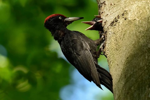 Black woodpecker (Dryocopus martius), adult male, at his breeding den in an old beech tree feeding