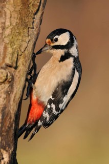 Foraging on dead wood... Great spotted woodpecker (Dendrocopos major), female searching for food on