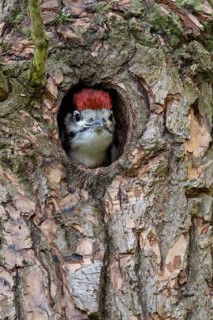 Curious... Great spotted woodpecker (Dendrocopos major), young woodpecker peering cheekily out of