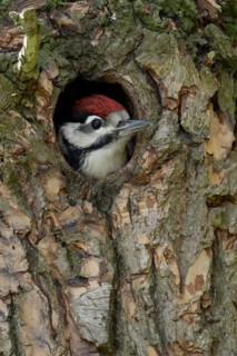 Patient... Great spotted woodpecker (Dendrocopos major), young bird waiting in its nesting cavity