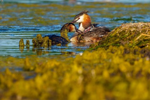 Great Crested Grebe, (Podiceps Scalloped ribbonfish), with chicks, wildlife, Germany