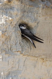 Sand martin (Riparia riparia), Emsland, Lower Saxony, Germany