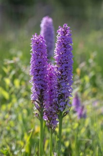 Southern marsh orchid (Dactylorhiza maculata), Emsland, Lower Saxony, Germany