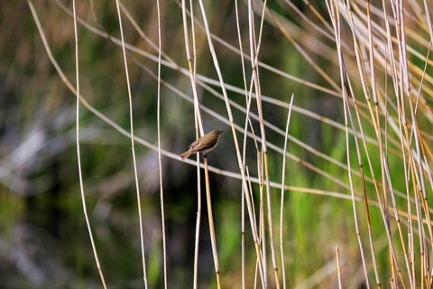 Chiffchaff, willow warbler sitting on a branch in dry reeds, Insel Düne, Heligoland,