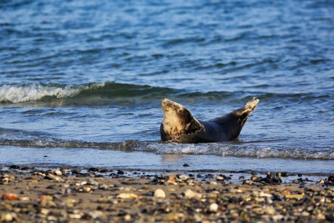 Harbour seal (Phoca vitulina) lying on the beach, Wildlife, Insel Düne, Helgoland,