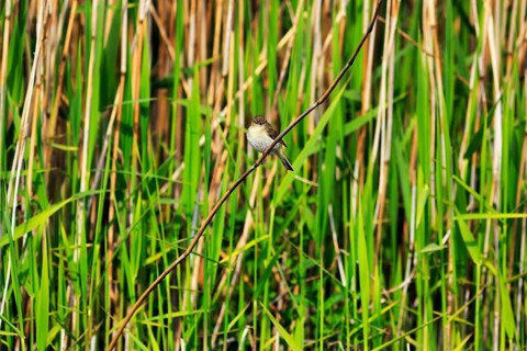 Chiffchaff, willow warbler sitting on a branch in the reeds, Insel Düne, Heligoland,
