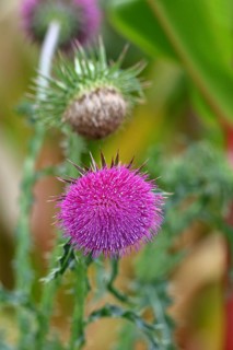 Flower head of the Musk Thistle (Carduus nutans, also known as nodding thistle), by the wayside,