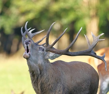 Red deer (Cervus elaphus) during the rutting season, a capital stag roaring in a forest clearing,