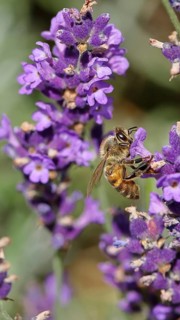 Honey bee (Apis mellifera) on a lavender flower (Lavandula angustifolia), macro photograph,