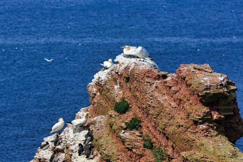 Northern gannets (Morus bassanus) and common guillemots (uria aalge) on bird cliffs, steep coast,