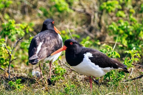 Two oystercatchers (Haematopus ostralegus), mating behaviour, Insel Düne, Heligoland,