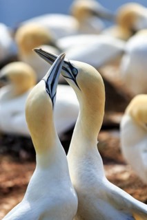 Northern gannet (Morus bassanus) on bird cliffs, pair courtship display, Helgoland Island,
