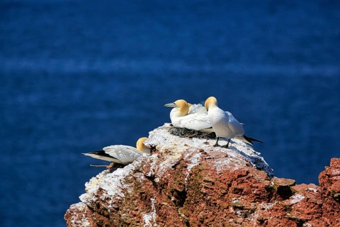 Northern gannet (Morus bassanus) on bird cliffs, steep coast, Heligoland Island,