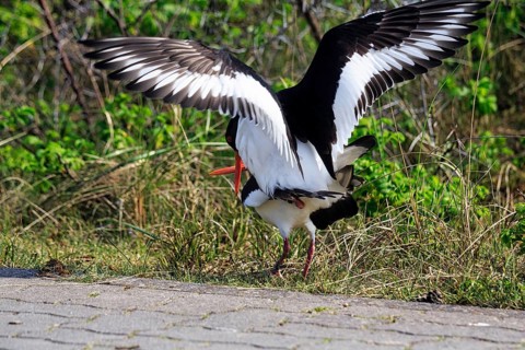 Two oystercatchers (Haematopus ostralegus), mating, Insel Düne, Heligoland, Schleswig-Holstein,