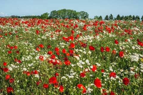 Meadow with Mayweed (Matricaria inodora) and Poppy (Papaver rhoeas) in Ystad, Skåne county, Sweden,