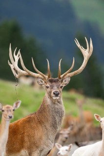Red deer (Cervus elaphus) stag, portrait, tirol, Kitzbühel, Wildpark Aurach, Austria