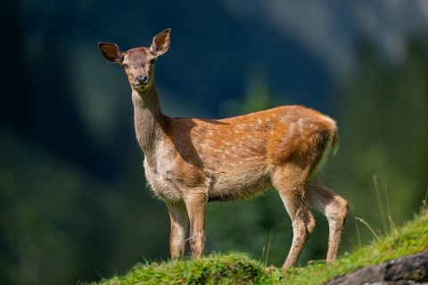 Red deer (Cervus elaphus) fawn on a meadow in tirol, Austria