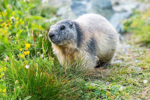 Alpine marmot (Marmota marmota) in autumn, Grossglockner, High Tauern National Park, Austria