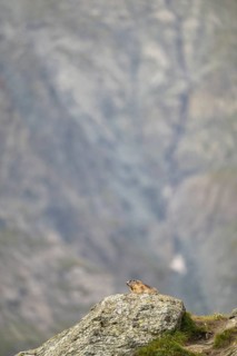Alpine marmot (Marmota marmota) in autumn, Grossglockner, High Tauern National Park, Austria