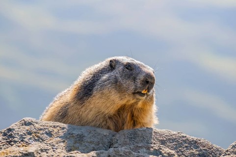 Alpine marmot (Marmota marmota) in autumn, Grossglockner, High Tauern National Park, Austria