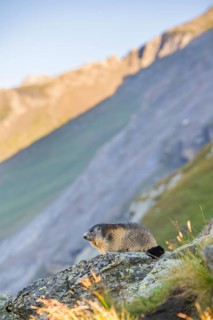 Alpine marmot (Marmota marmota) in autumn, Grossglockner, High Tauern National Park, Austria