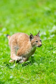 Eurasian lynx (Lynx lynx) youngster on a meadow, Bavaria, Germany