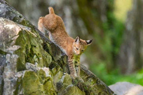 Eurasian lynx (Lynx lynx) youngster climbing on a rock, Bavaria, Germany