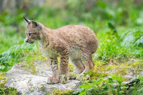 Eurasian lynx (Lynx lynx) youngster on a rock, Bavaria, Germany