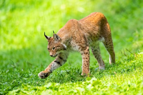 Eurasian lynx (Lynx lynx) on a meadow, Austria