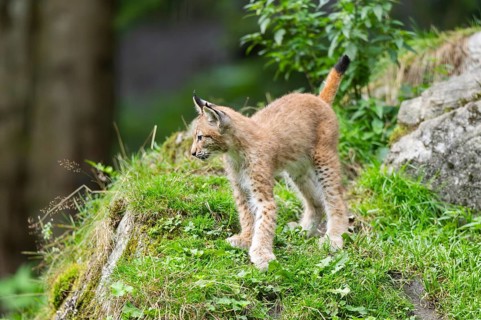 Eurasian lynx (Lynx lynx) youngster on a rock, Austria