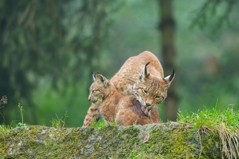 Eurasian lynx (Lynx lynx) mother with her youngster, Austria