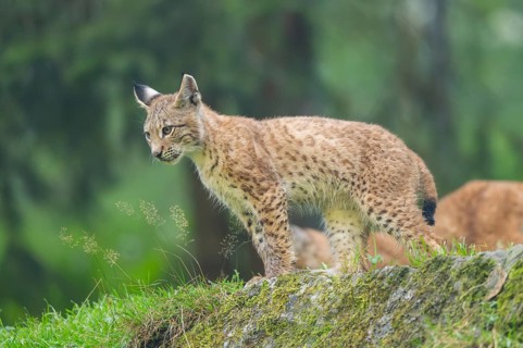 Eurasian lynx (Lynx lynx) youngster on a rock, Bavaria, Germany