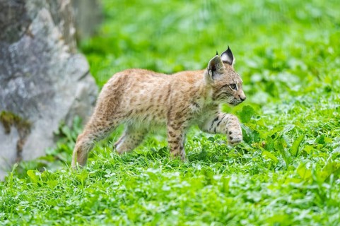 Eurasian lynx (Lynx lynx) youngster on a meadow, Bavaria, Germany