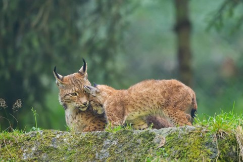 Eurasian lynx (Lynx lynx) mother with her youngster, Austria