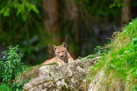 Eurasian lynx (Lynx lynx) youngster on a rock, Austria