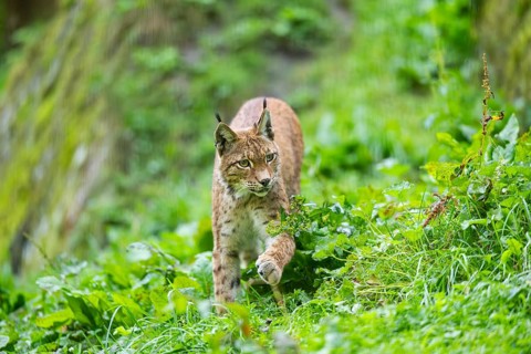 Eurasian lynx (Lynx lynx) on a meadow, Austria
