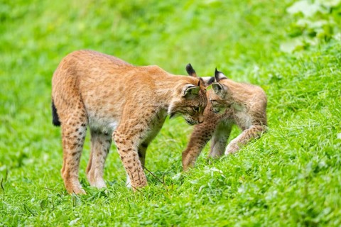 Eurasian lynx (Lynx lynx) mother with her youngster, Austria