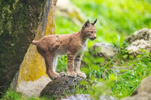 Eurasian lynx (Lynx lynx) youngster on a rock, Austria