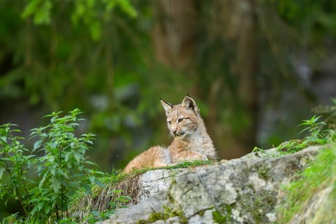 Eurasian lynx (Lynx lynx) youngster on a rock, Bavaria, Germany